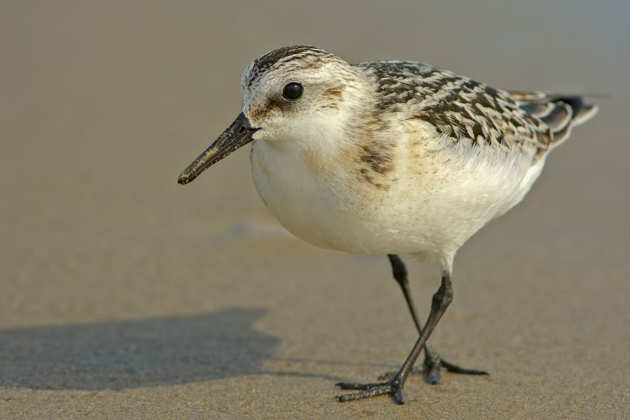 Piovanello tridattilo (Calidris alba)